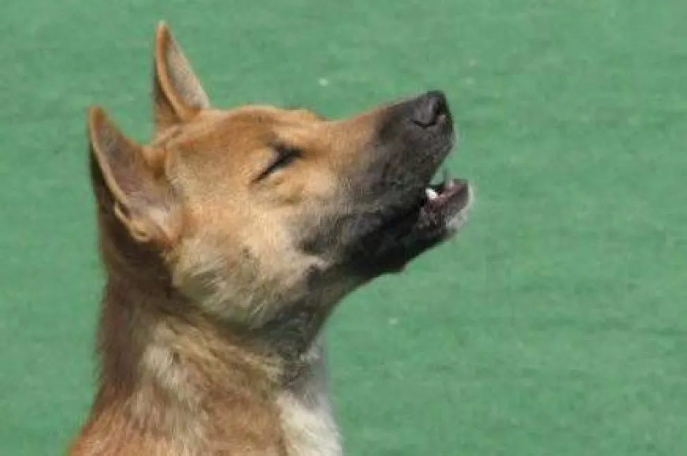 Llega "Cantando por un perro"