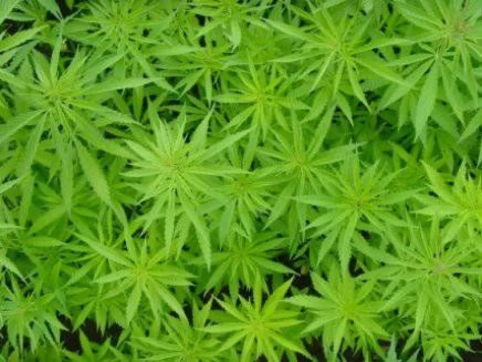 Continúa el primer ciclo de conferencias sobre cannabis