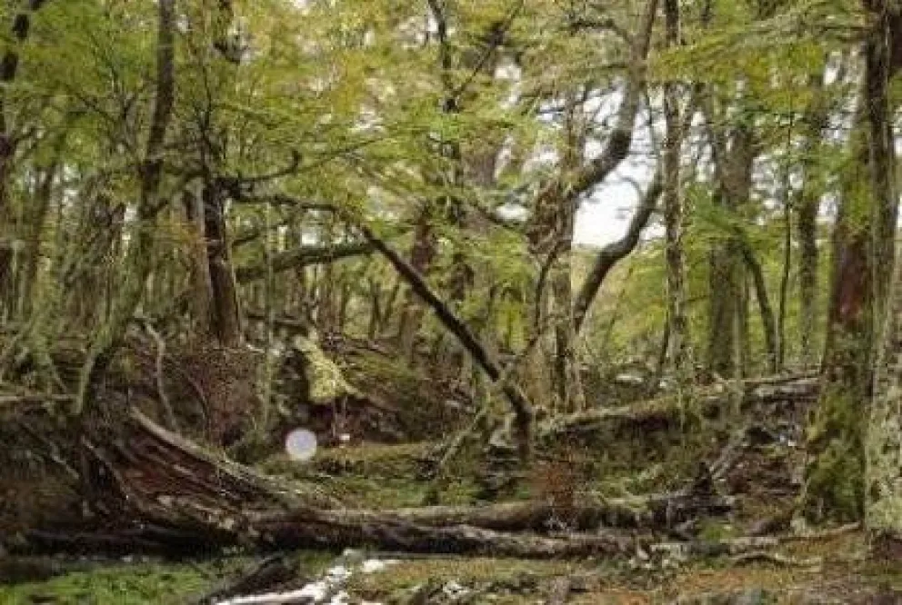 Avanzan en el ordenamiento territorial de los bosques nativos 