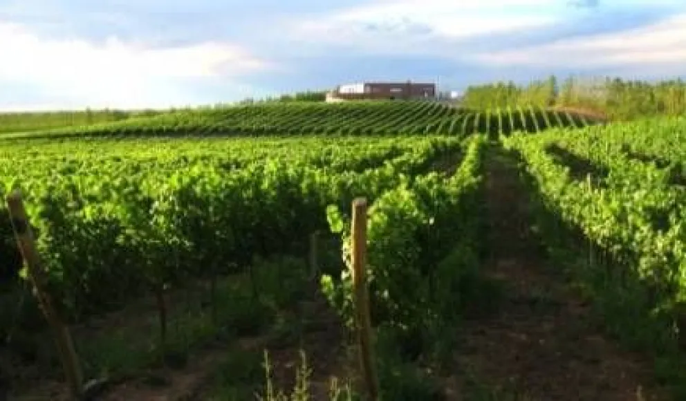 Vinos de la Patagonia de altísima calidad