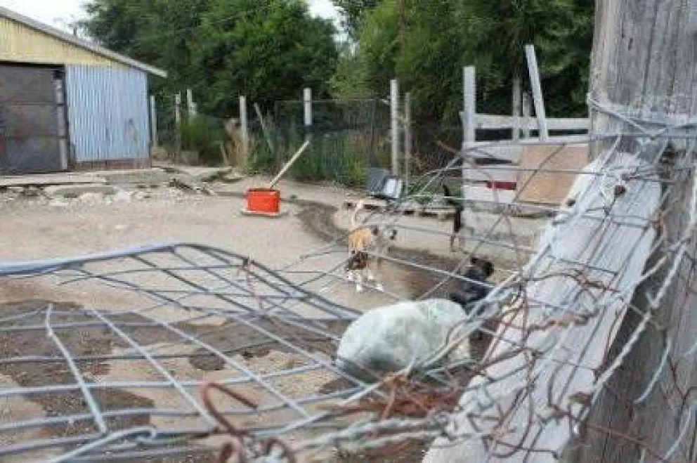 Denuncian estado "miserable" de la perrera municipal