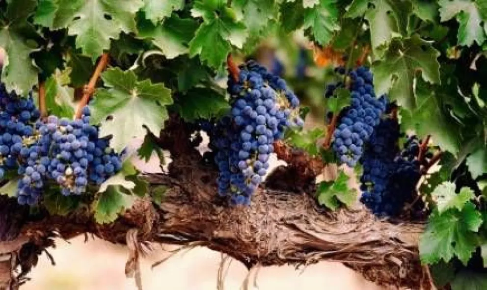 Historias curiosas: El origen de los nombres de las uvas tintas