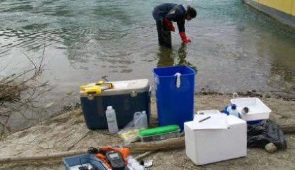 Continúan las tareas para controlar el alga Didymo