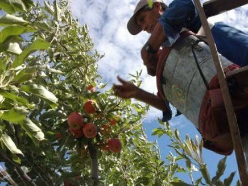 Provincia aporta más de 10 millones al sector frutícola 