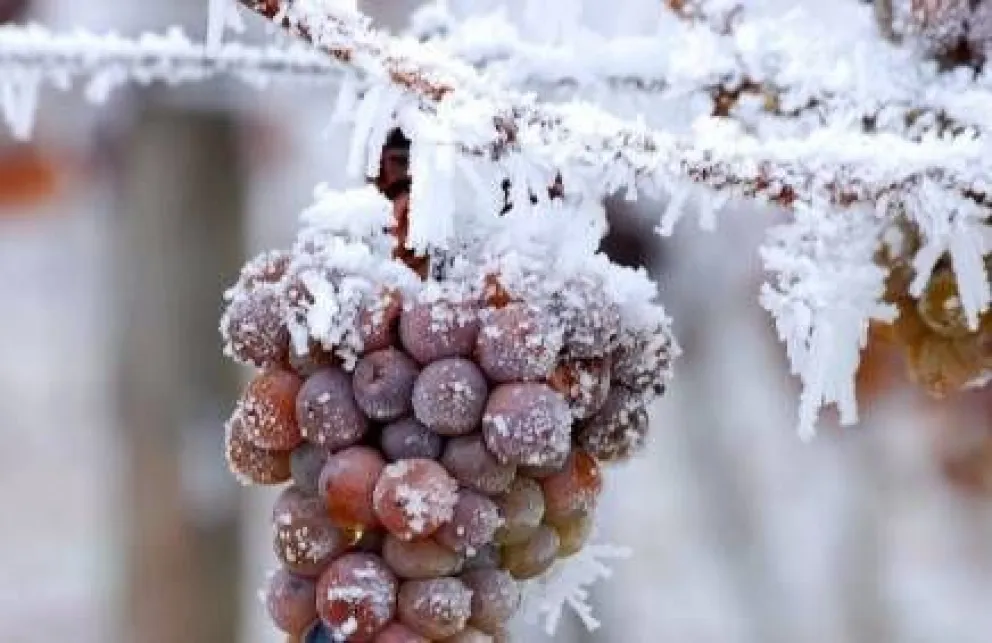 Los vinos que vienen del hielo