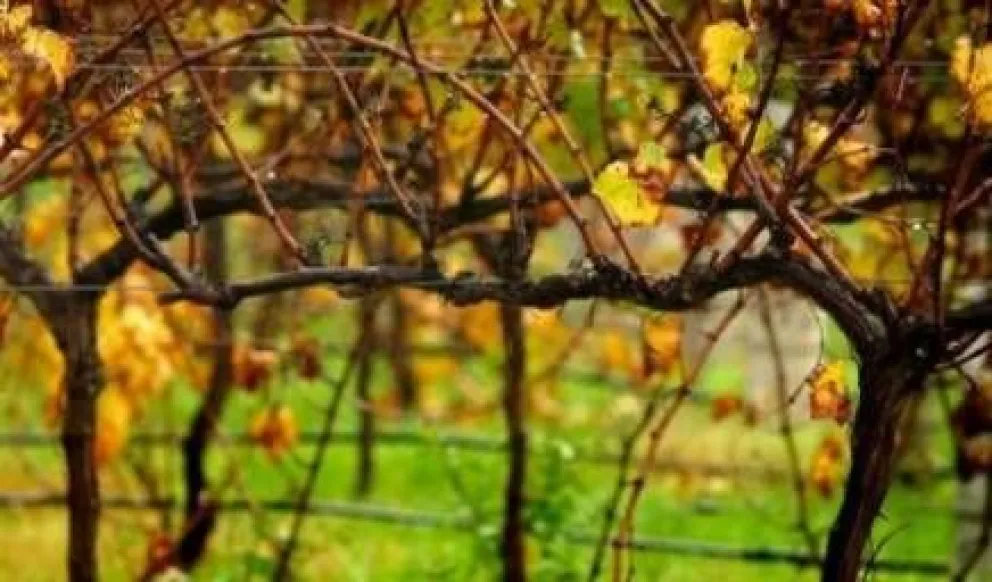 ¿Cómo son los vinos orgánicos y los vinos biodinámicos?