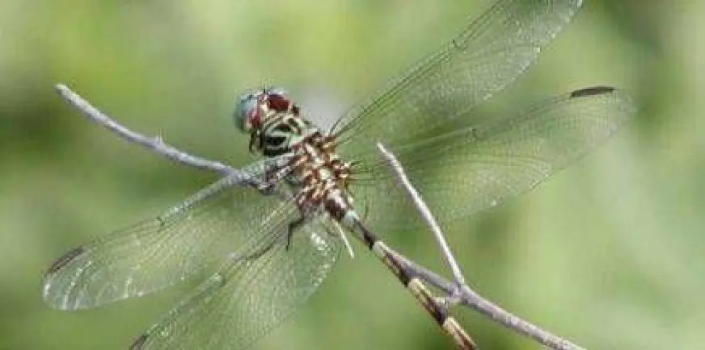 Masiva aparición de alguaciles en Bariloche