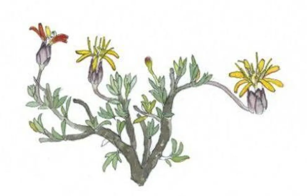 Presentaron la Guía de Flores de la Estepa Patagónica