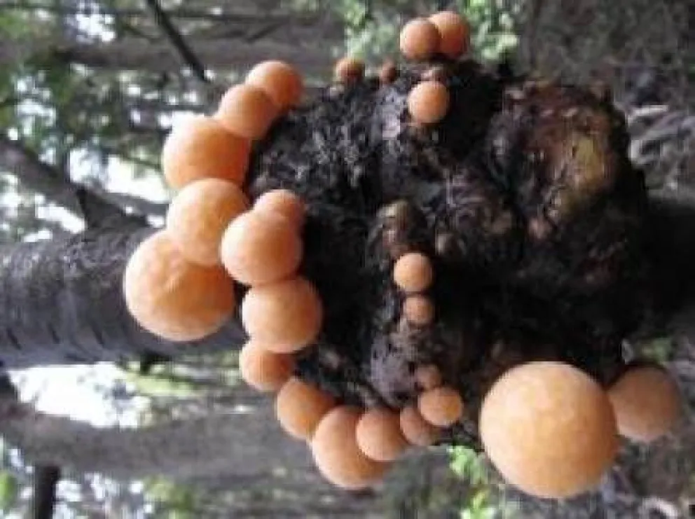 Descubren en Patagonia la levadura que contiene la cerveza Lager