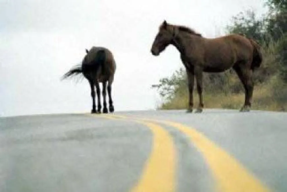 Caballos sueltos en ruta 40