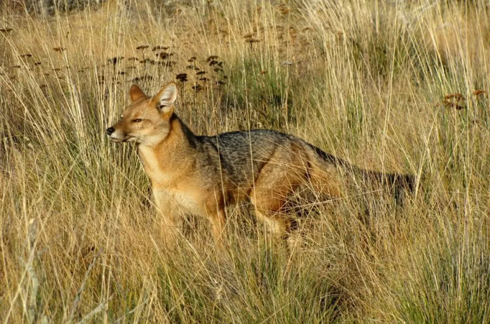 Un recurso judicial busca evitar matanza de pumas y zorros en la zona