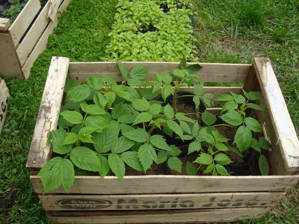 Hierbas aromáticas del Alto Valle en el Mercado Comunitario