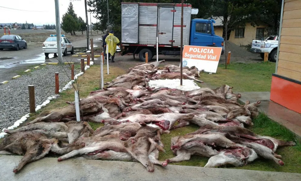 Decomisaron 4 toneladas de carne de ciervo.