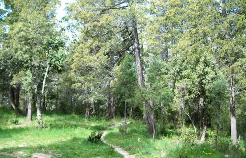 Reclaman la protección de bosques nativos.