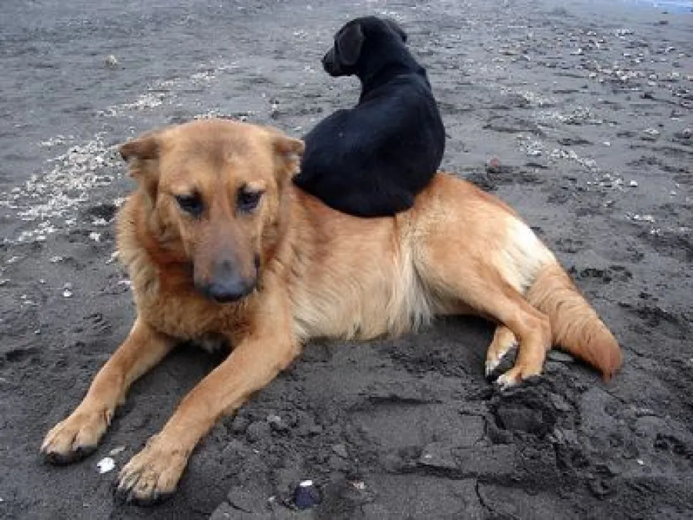 Sigue la castración gratuita de perros en Dina Huapi
