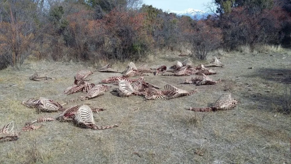 El Senado investigará la matanza de ciervos en el Parque Nacional Nahuel Huapi
