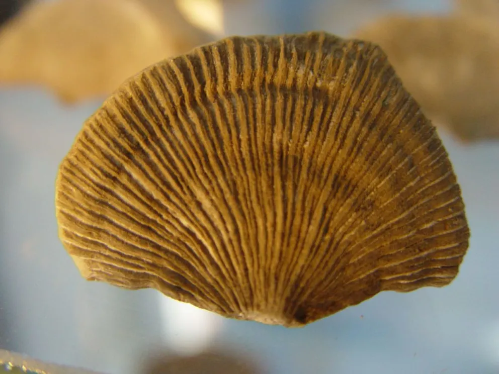 Coral Solitario: fósil hallado en la región de Río Foyel. Posee 28 millones de años y atestigua la existencia de aguas marinas profundas en la región.