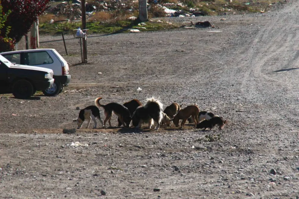Reforzarán las multas por tener perros sueltos