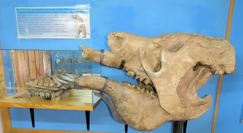 ¿Osos en Bariloche?: una historia de hielo de miles de años