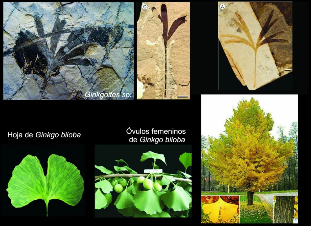 ¿Qué tan viejos son los bosques Andino-Patagónicos?