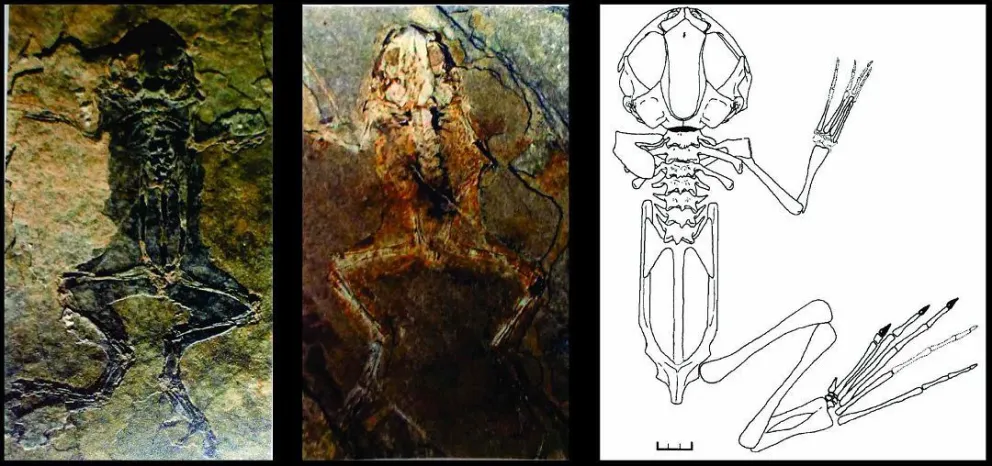 Llankibatrachus truebae, fósiles de ranas Pipidae halladas en un yacimiento fósil de Bariloche de 54 millones de años. 
