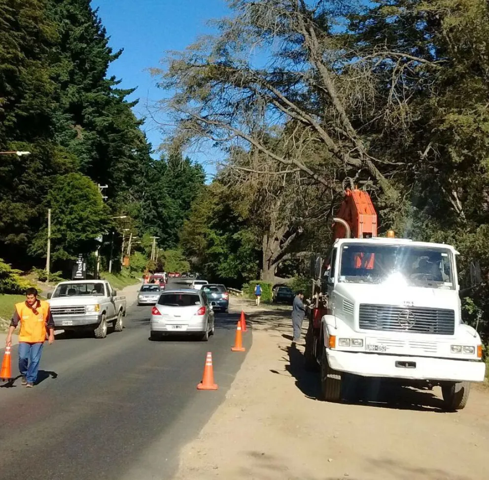 Piden precaución al circular en Bustillo por apeo de árboles