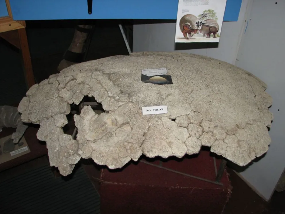 Caparazón de Gliptodonte expuesto en el Museo Paleontológico Bariloche.