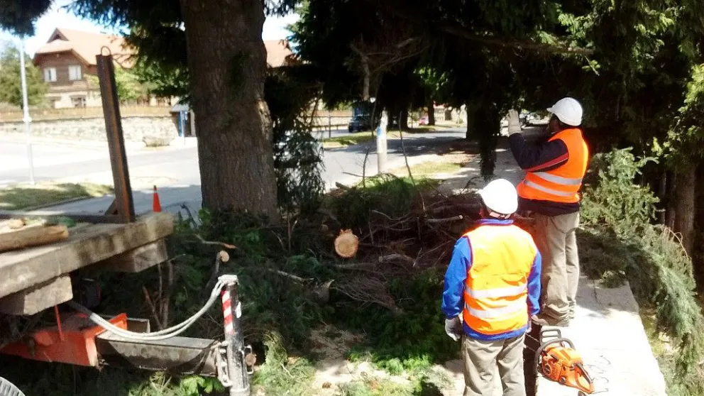 Continúa el apeo de árboles y limpieza de espacios públicos