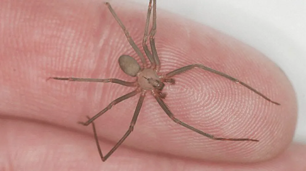 ¿Cómo actuar en caso de sufrir una picadura de araña?