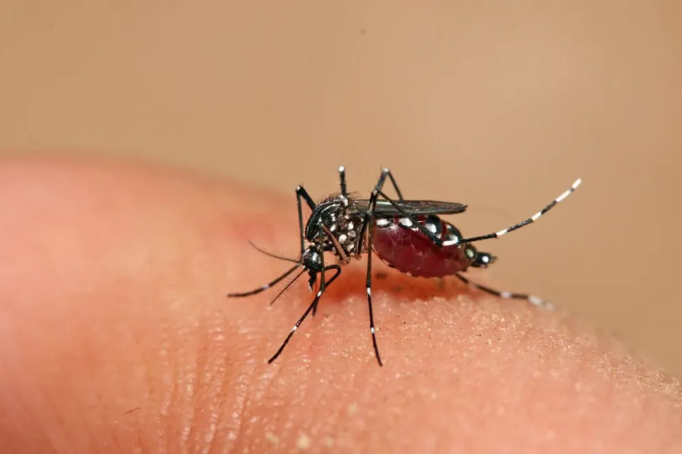 Confirmaron un caso de dengue en una turista en La Angostura