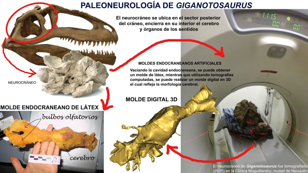 Paleoneurología de uno de los dinosaurios carnívoros más grandes del planeta