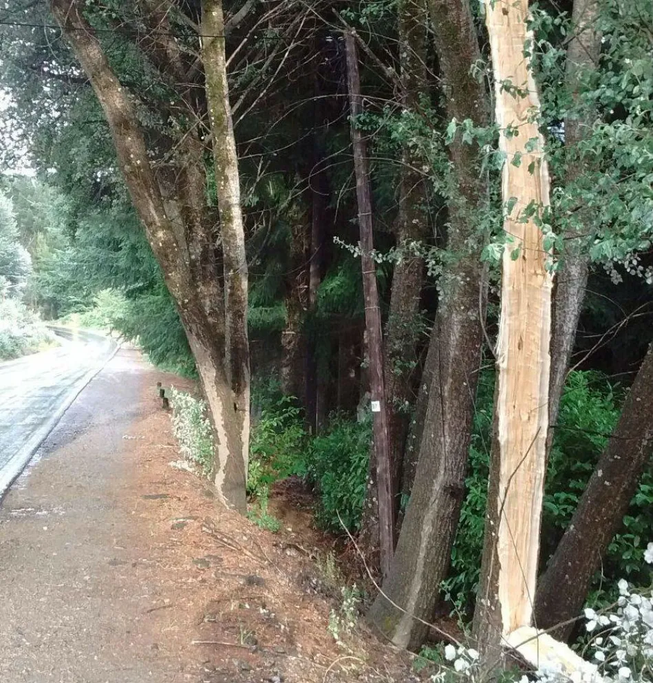 Se cayó un árbol en Bustillo