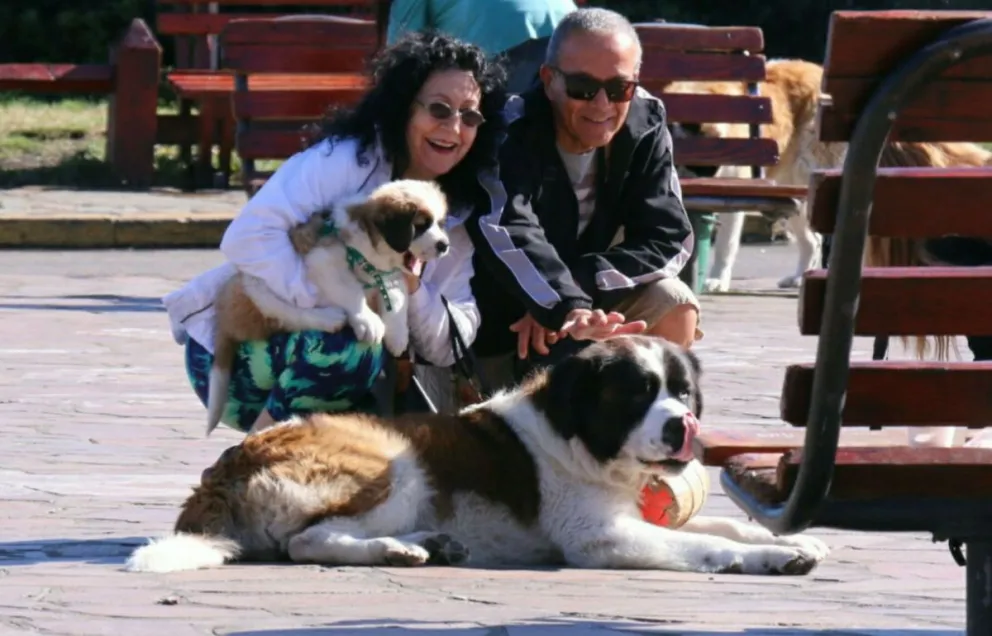 Los fotógrafos con perros San Bernardo fijaron su posición sobre el proyecto de ordenanza