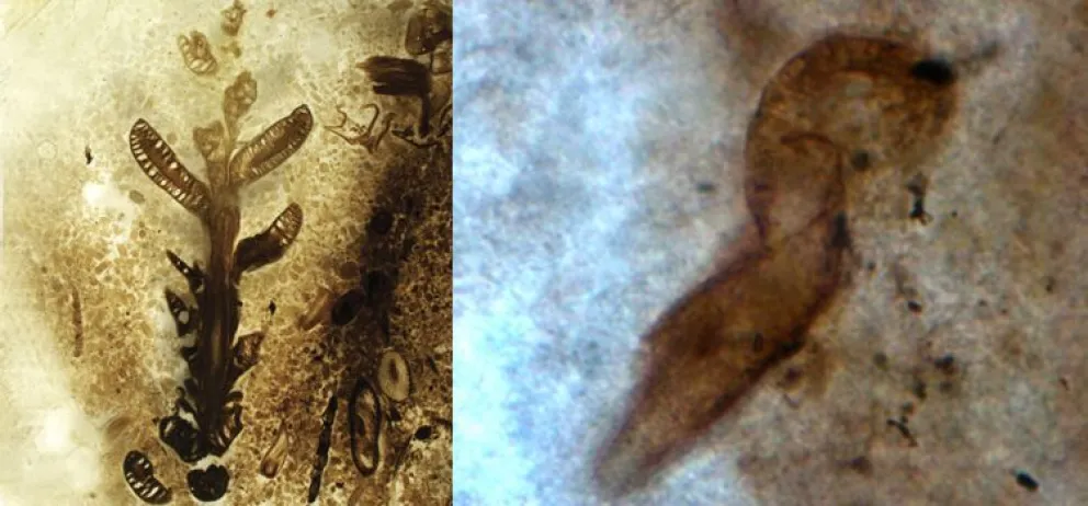 Descubren uno de los yacimientos jurásicos más importantes del mundo en la Patagonia
