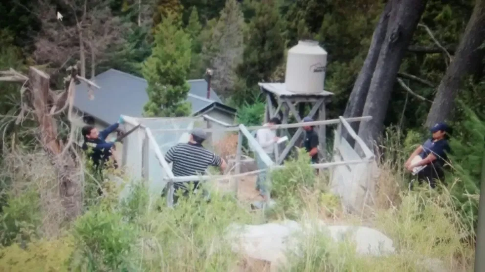 En un solo día, secuestraron 14 plantas de marihuana
