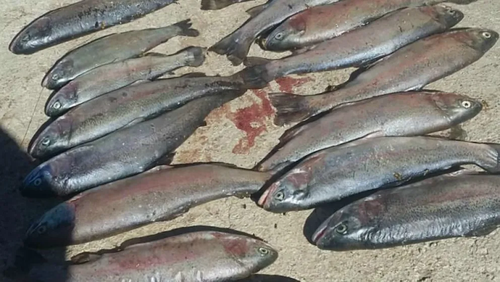 Fueron sorprendidos en plena pesca furtiva de truchas