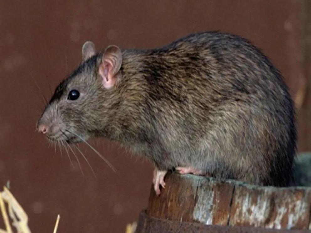 ¿Cómo prevenir el hantavirus?