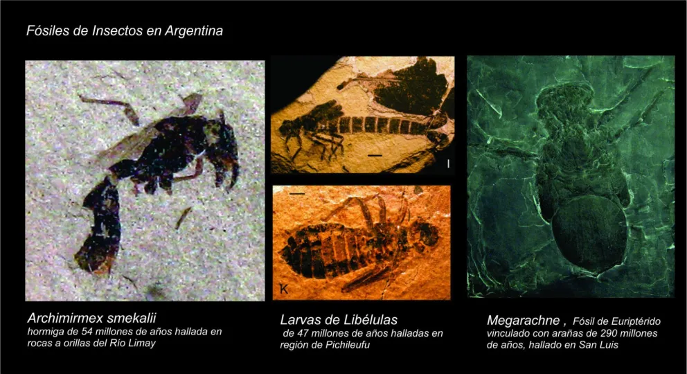 Los fósiles más pequeños: ¿qué nos dicen los insectos en las rocas de Bariloche?