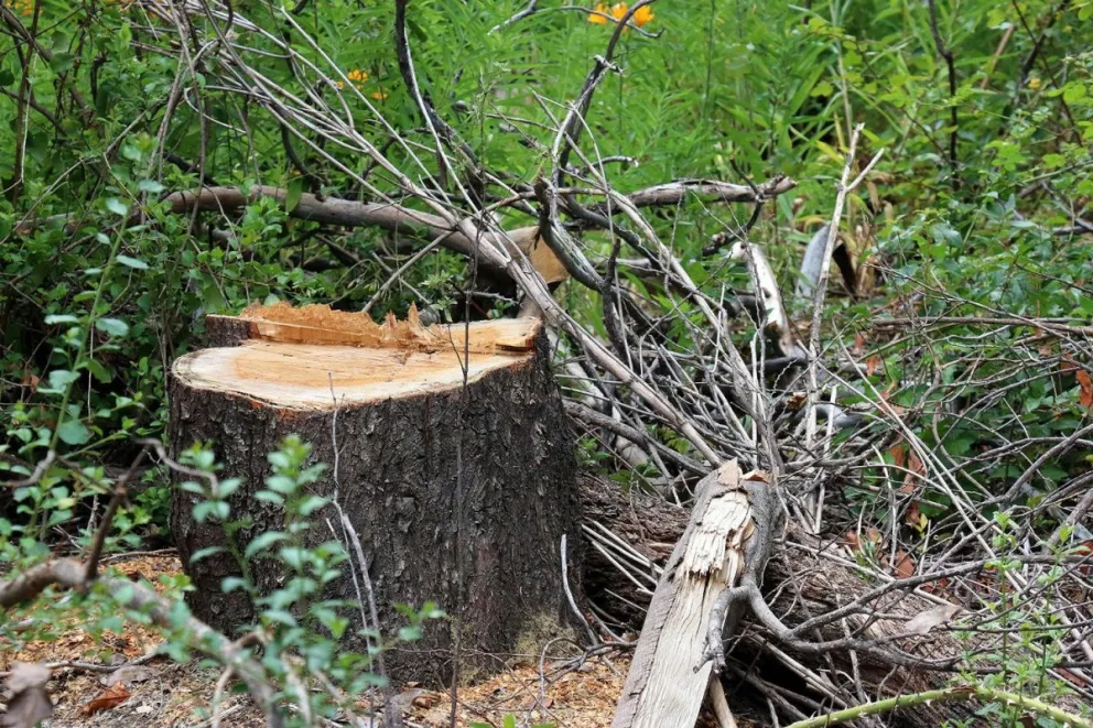 Piden recursos “para terminar con la tala ilegal de árboles” en Bariloche y El Bolsón