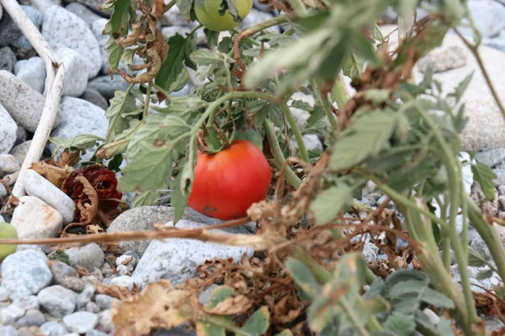 Crecieron plantas de tomate en la costa del Nahuel Huapi.