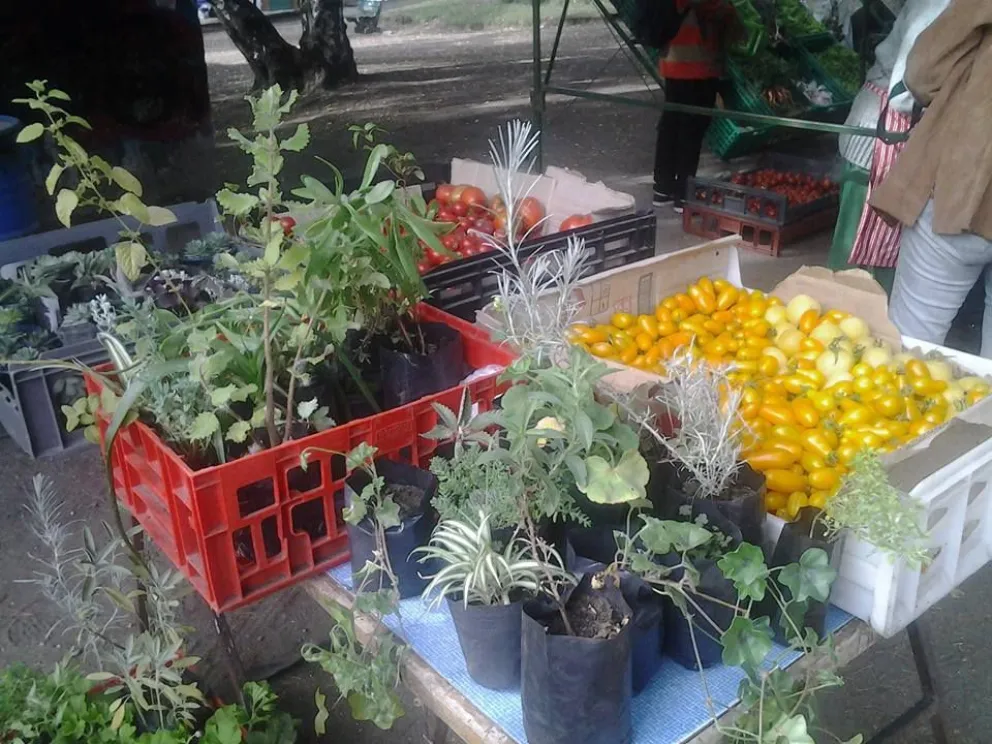 Se despide la Feria Franca de Horticultores