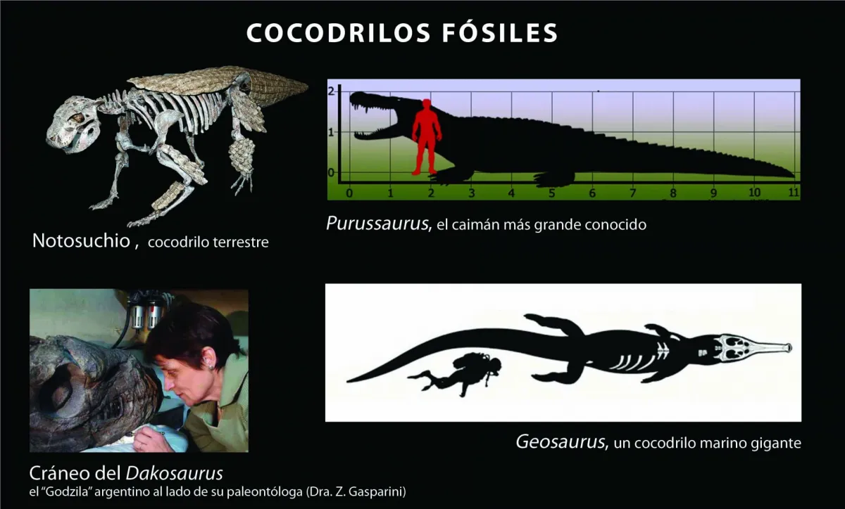 La historia poco contada de los cocodrilos fósiles | ANB :: Agencia de  Noticias Bariloche - Diario online con noticias e información de  Bariloche.