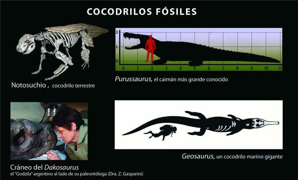 La historia poco contada de los cocodrilos fósiles