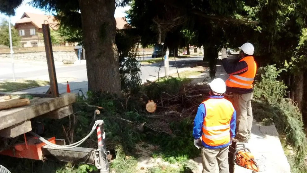 El municipio deberá pagar los daños producidos por una caída de árbol