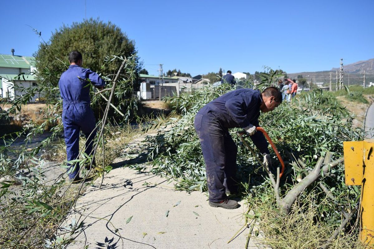 Realizarán jornadas de remoción de plantas exóticas en el Oeste