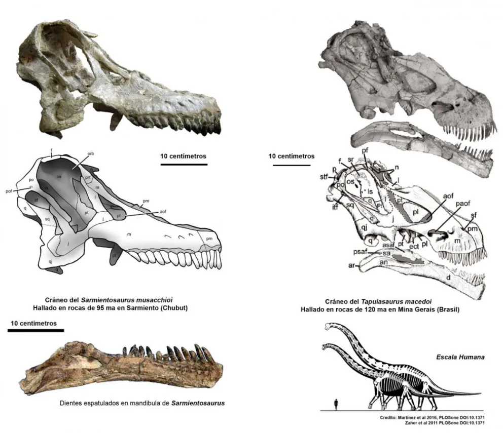 Dos Saurópodos para pensar