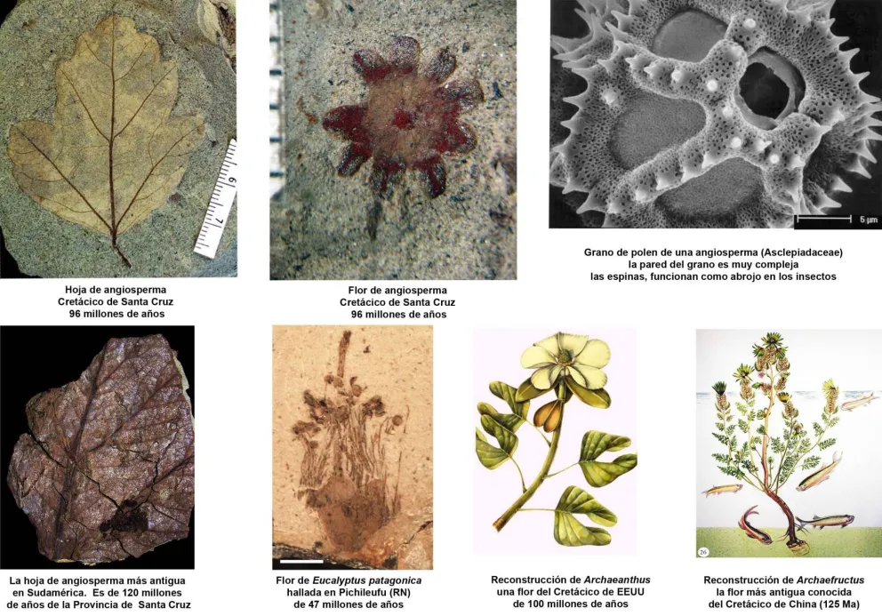 El origen de las flores