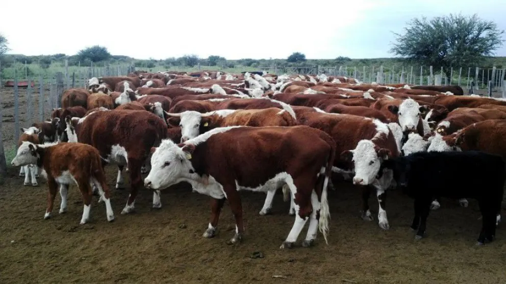 Unifican comercialización de carnes en la Patagonia