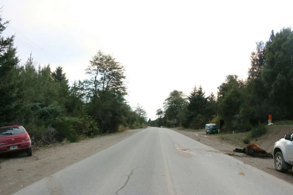 Hubo un violento choque contra un caballo en la ruta 82.