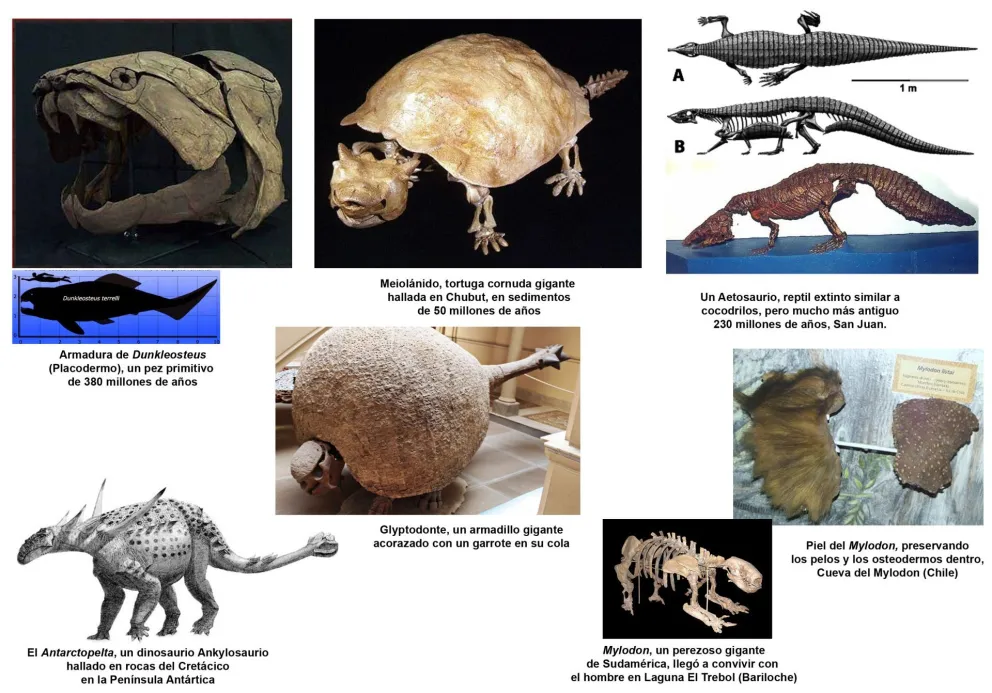 Animales acorazados, de ahora y de antes